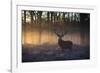 A large red deer stag, Cervus elaphus, stands in Richmond Park at dawn.-Alex Saberi-Framed Photographic Print