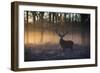 A large red deer stag, Cervus elaphus, stands in Richmond Park at dawn.-Alex Saberi-Framed Photographic Print