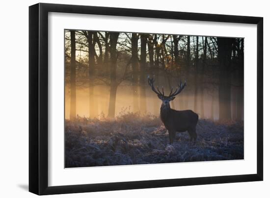 A large red deer stag, Cervus elaphus, stands in Richmond Park at dawn.-Alex Saberi-Framed Photographic Print