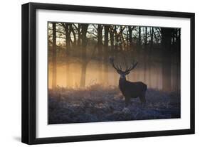 A large red deer stag, Cervus elaphus, stands in Richmond Park at dawn.-Alex Saberi-Framed Photographic Print