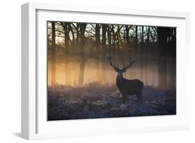 A large red deer stag, Cervus elaphus, stands in Richmond Park at dawn.-Alex Saberi-Framed Photographic Print