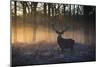 A large red deer stag, Cervus elaphus, stands in Richmond Park at dawn.-Alex Saberi-Mounted Photographic Print