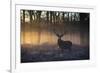 A large red deer stag, Cervus elaphus, stands in Richmond Park at dawn.-Alex Saberi-Framed Photographic Print