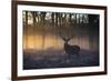 A large red deer stag, Cervus elaphus, stands in Richmond Park at dawn.-Alex Saberi-Framed Photographic Print