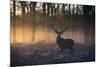 A large red deer stag, Cervus elaphus, stands in Richmond Park at dawn.-Alex Saberi-Mounted Photographic Print