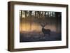 A large red deer stag, Cervus elaphus, stands in Richmond Park at dawn.-Alex Saberi-Framed Photographic Print