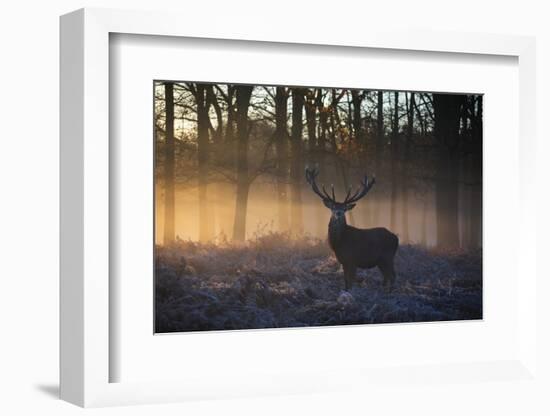 A large red deer stag, Cervus elaphus, stands in Richmond Park at dawn.-Alex Saberi-Framed Photographic Print