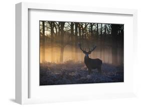 A large red deer stag, Cervus elaphus, stands in Richmond Park at dawn.-Alex Saberi-Framed Photographic Print