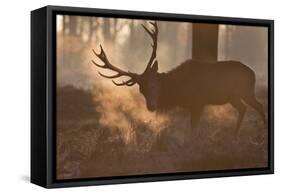 A Large Red Deer Stag Makes His Way Through the Early Morning Mists in Richmond Park-Alex Saberi-Framed Stretched Canvas