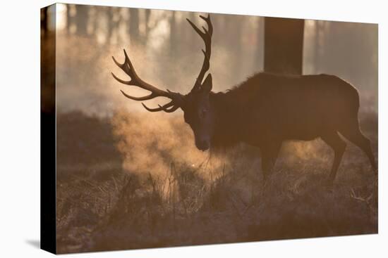 A Large Red Deer Stag Makes His Way Through the Early Morning Mists in Richmond Park-Alex Saberi-Stretched Canvas