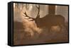 A Large Red Deer Stag Makes His Way Through the Early Morning Mists in Richmond Park-Alex Saberi-Framed Stretched Canvas