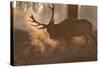 A Large Red Deer Stag Makes His Way Through the Early Morning Mists in Richmond Park-Alex Saberi-Stretched Canvas