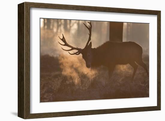 A Large Red Deer Stag Makes His Way Through the Early Morning Mists in Richmond Park-Alex Saberi-Framed Photographic Print