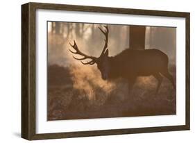 A Large Red Deer Stag Makes His Way Through the Early Morning Mists in Richmond Park-Alex Saberi-Framed Photographic Print