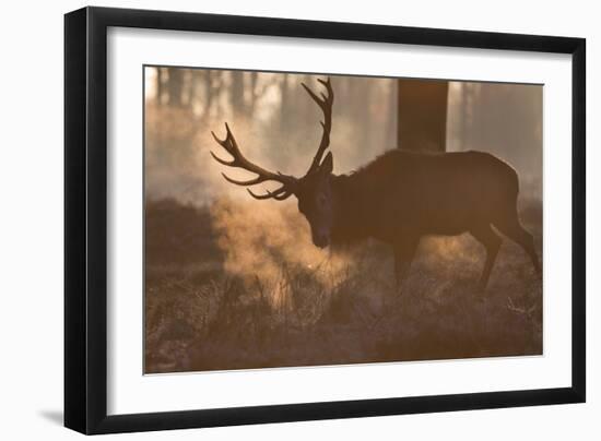 A Large Red Deer Stag Makes His Way Through the Early Morning Mists in Richmond Park-Alex Saberi-Framed Photographic Print