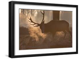 A Large Red Deer Stag Makes His Way Through the Early Morning Mists in Richmond Park-Alex Saberi-Framed Photographic Print