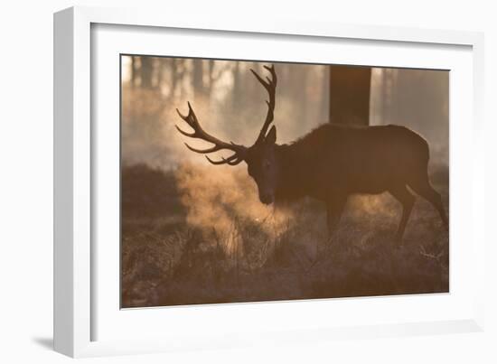 A Large Red Deer Stag Makes His Way Through the Early Morning Mists in Richmond Park-Alex Saberi-Framed Photographic Print