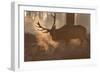 A Large Red Deer Stag Makes His Way Through the Early Morning Mists in Richmond Park-Alex Saberi-Framed Photographic Print