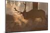 A Large Red Deer Stag Makes His Way Through the Early Morning Mists in Richmond Park-Alex Saberi-Mounted Photographic Print