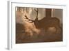 A Large Red Deer Stag Makes His Way Through the Early Morning Mists in Richmond Park-Alex Saberi-Framed Photographic Print