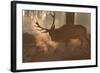 A Large Red Deer Stag Makes His Way Through the Early Morning Mists in Richmond Park-Alex Saberi-Framed Photographic Print