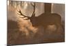 A Large Red Deer Stag Makes His Way Through the Early Morning Mists in Richmond Park-Alex Saberi-Mounted Photographic Print