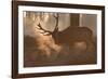 A Large Red Deer Stag Makes His Way Through the Early Morning Mists in Richmond Park-Alex Saberi-Framed Photographic Print