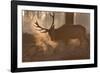 A Large Red Deer Stag Makes His Way Through the Early Morning Mists in Richmond Park-Alex Saberi-Framed Photographic Print