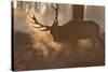 A Large Red Deer Stag Makes His Way Through the Early Morning Mists in Richmond Park-Alex Saberi-Stretched Canvas