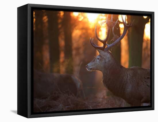 A Large Red Deer Stag on a Winter Morning in Richmond Park-Alex Saberi-Framed Stretched Canvas