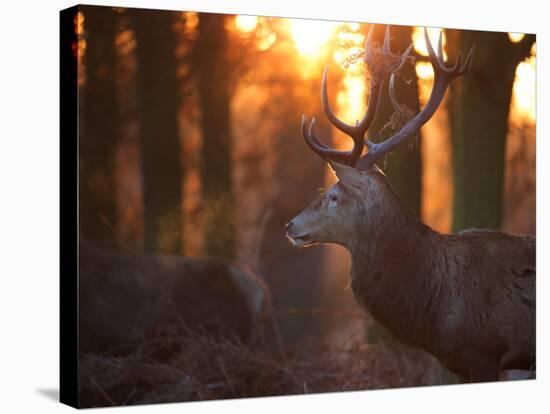 A Large Red Deer Stag on a Winter Morning in Richmond Park-Alex Saberi-Stretched Canvas