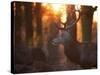 A Large Red Deer Stag on a Winter Morning in Richmond Park-Alex Saberi-Stretched Canvas