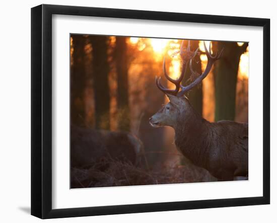 A Large Red Deer Stag on a Winter Morning in Richmond Park-Alex Saberi-Framed Photographic Print