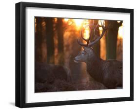 A Large Red Deer Stag on a Winter Morning in Richmond Park-Alex Saberi-Framed Photographic Print