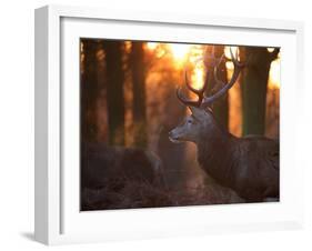 A Large Red Deer Stag on a Winter Morning in Richmond Park-Alex Saberi-Framed Photographic Print