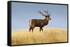 A Large Red Deer Stag Stands on a Grass Ridge in Deer Park Heights, South Island of New Zealand-Sergio Ballivian-Framed Stretched Canvas