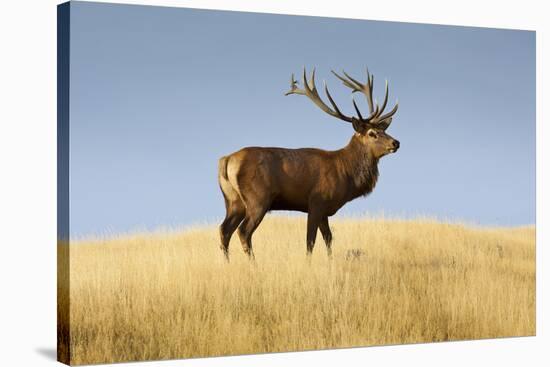 A Large Red Deer Stag Stands on a Grass Ridge in Deer Park Heights, South Island of New Zealand-Sergio Ballivian-Stretched Canvas