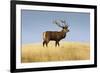 A Large Red Deer Stag Stands on a Grass Ridge in Deer Park Heights, South Island of New Zealand-Sergio Ballivian-Framed Photographic Print