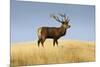 A Large Red Deer Stag Stands on a Grass Ridge in Deer Park Heights, South Island of New Zealand-Sergio Ballivian-Mounted Photographic Print