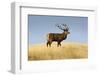 A Large Red Deer Stag Stands on a Grass Ridge in Deer Park Heights, South Island of New Zealand-Sergio Ballivian-Framed Photographic Print