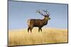A Large Red Deer Stag Stands on a Grass Ridge in Deer Park Heights, South Island of New Zealand-Sergio Ballivian-Mounted Photographic Print