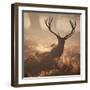 A Large Red Deer Stag Waits in the Early Morning Mists of Richmond Park-Alex Saberi-Framed Photographic Print