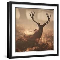 A Large Red Deer Stag Waits in the Early Morning Mists of Richmond Park-Alex Saberi-Framed Photographic Print