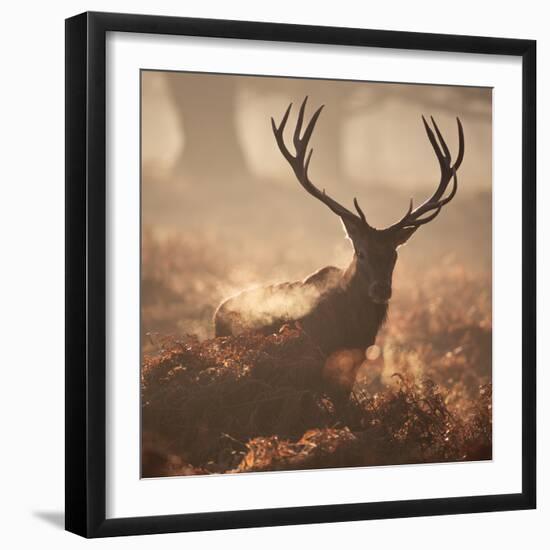 A Large Red Deer Stag Waits in the Early Morning Mists of Richmond Park-Alex Saberi-Framed Photographic Print