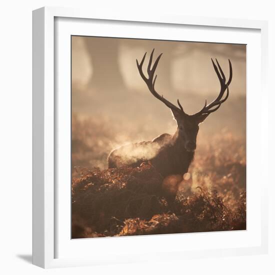 A Large Red Deer Stag Waits in the Early Morning Mists of Richmond Park-Alex Saberi-Framed Photographic Print