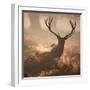 A Large Red Deer Stag Waits in the Early Morning Mists of Richmond Park-Alex Saberi-Framed Photographic Print