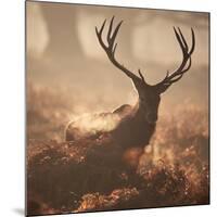 A Large Red Deer Stag Waits in the Early Morning Mists of Richmond Park-Alex Saberi-Mounted Photographic Print