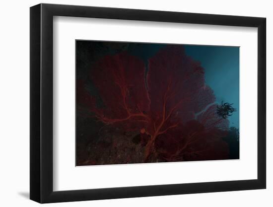 A Large Red Gorgonian Sea Fan and Black Crinoid, Fiji-Stocktrek Images-Framed Photographic Print