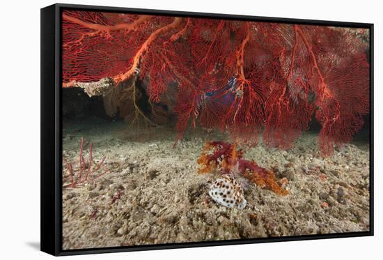 A Large Red Gorgonian Sea Fan and Tiger Cowrie in Waters Off Fiji-Stocktrek Images-Framed Stretched Canvas