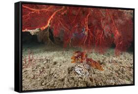 A Large Red Gorgonian Sea Fan and Tiger Cowrie in Waters Off Fiji-Stocktrek Images-Framed Stretched Canvas